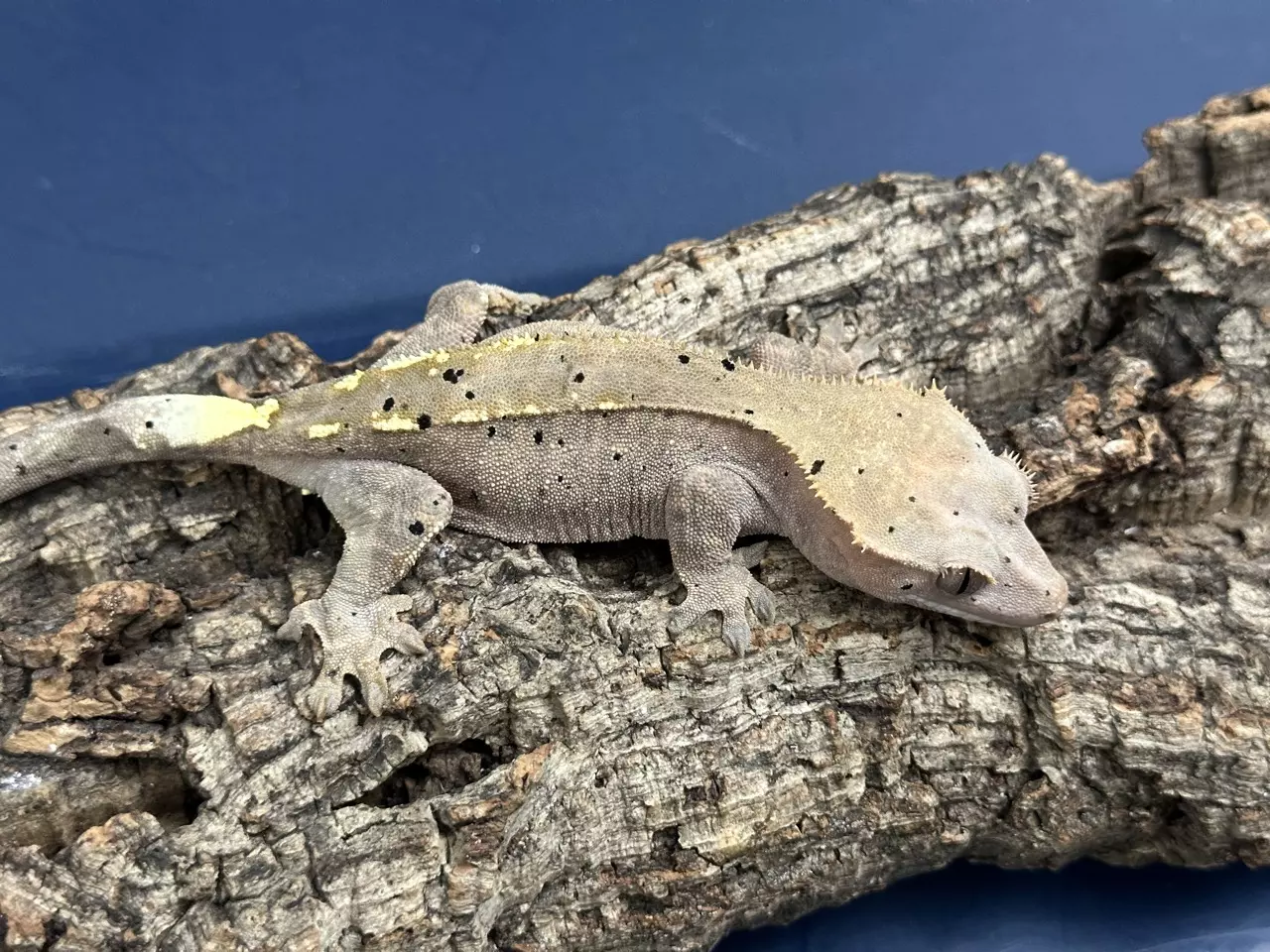 plant/42g RTB Female Cappuccino Dalmatian-1