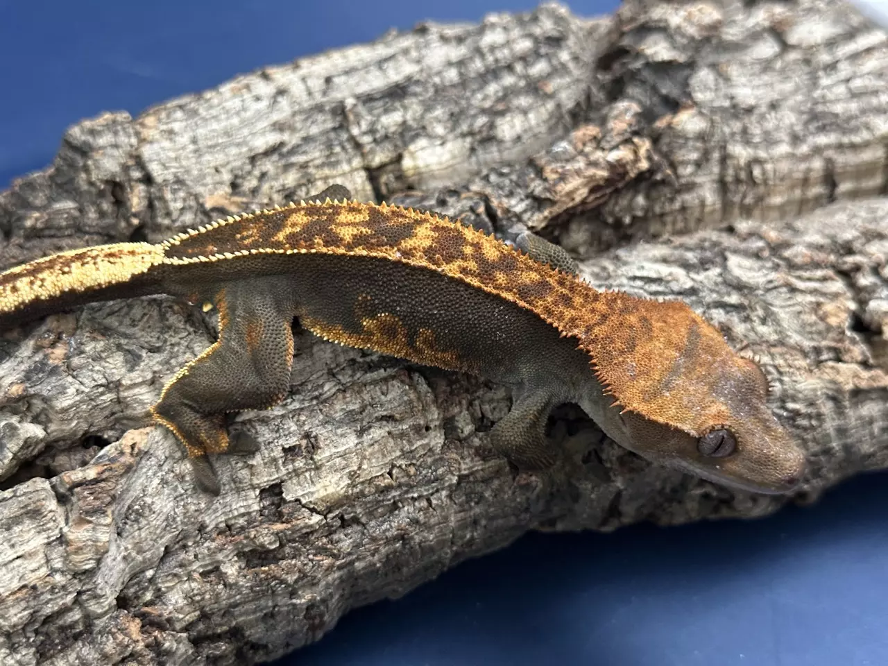 plant/381a 22g Male. Dark Pin stripe EB-1