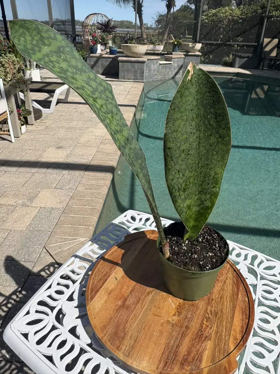 plant/Sanserveria Snake Plant-0