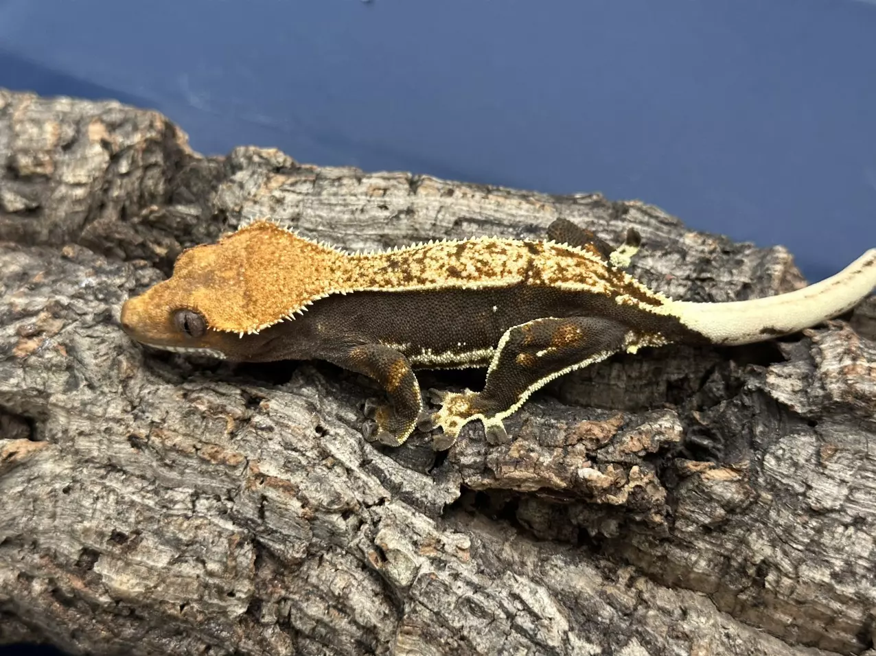 plant/573 19g Female Het Eb whitewall-1