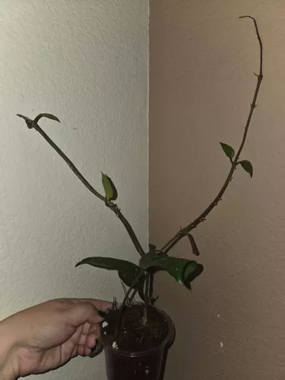 plant/Hoya fungii x rph cross 3 rooted cuttings with 2 peduncles-2-thumbnail