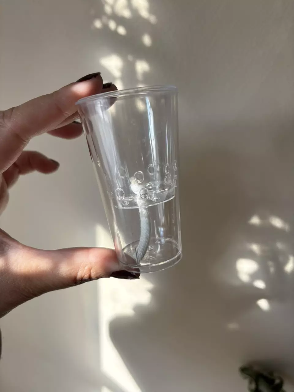 free_shipping/Corm Cup (Single)-0