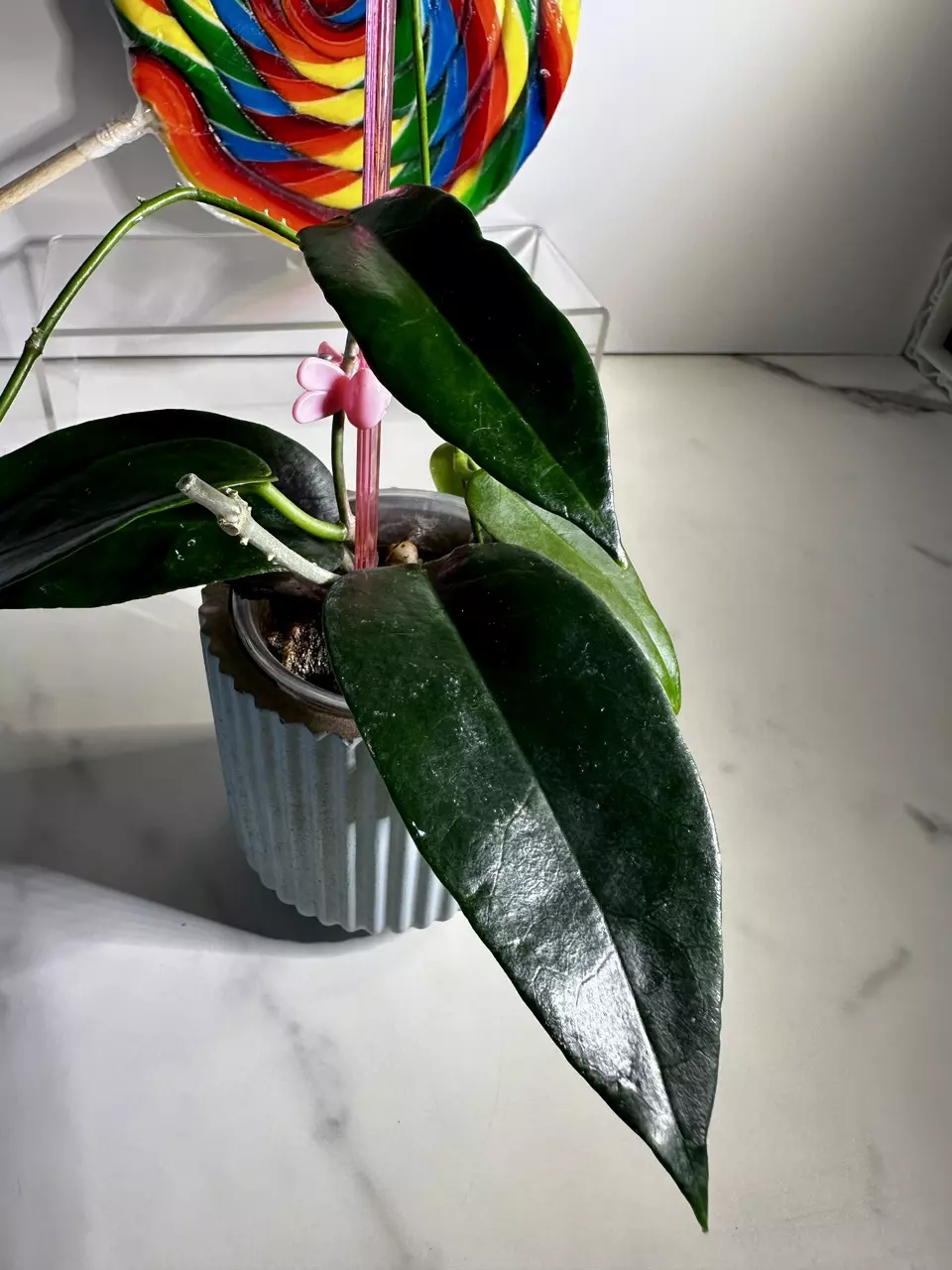 plant/Hoya LIDDLEANA (PNG SV 441)-1