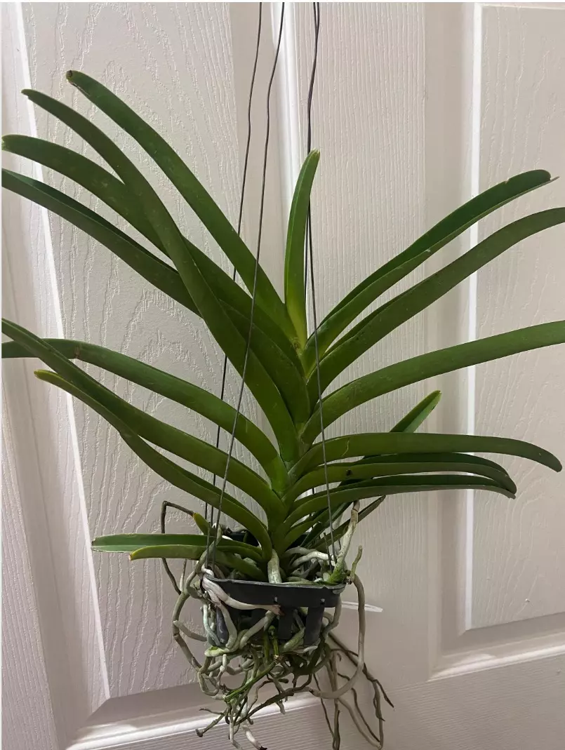 plant/vanda taweesuksa x jimmy miller- orchid blooming size plantp-1
