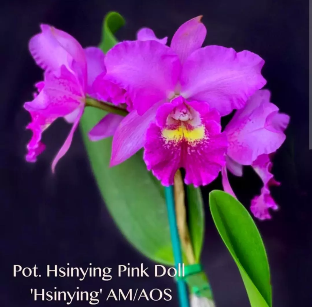 plant/Bundle 5 bloomimg size Cattleya plants in 6 in pots massive plants-3