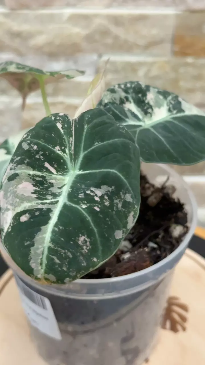 plant/Alocasia Black Velvet Variegated Pink.-0