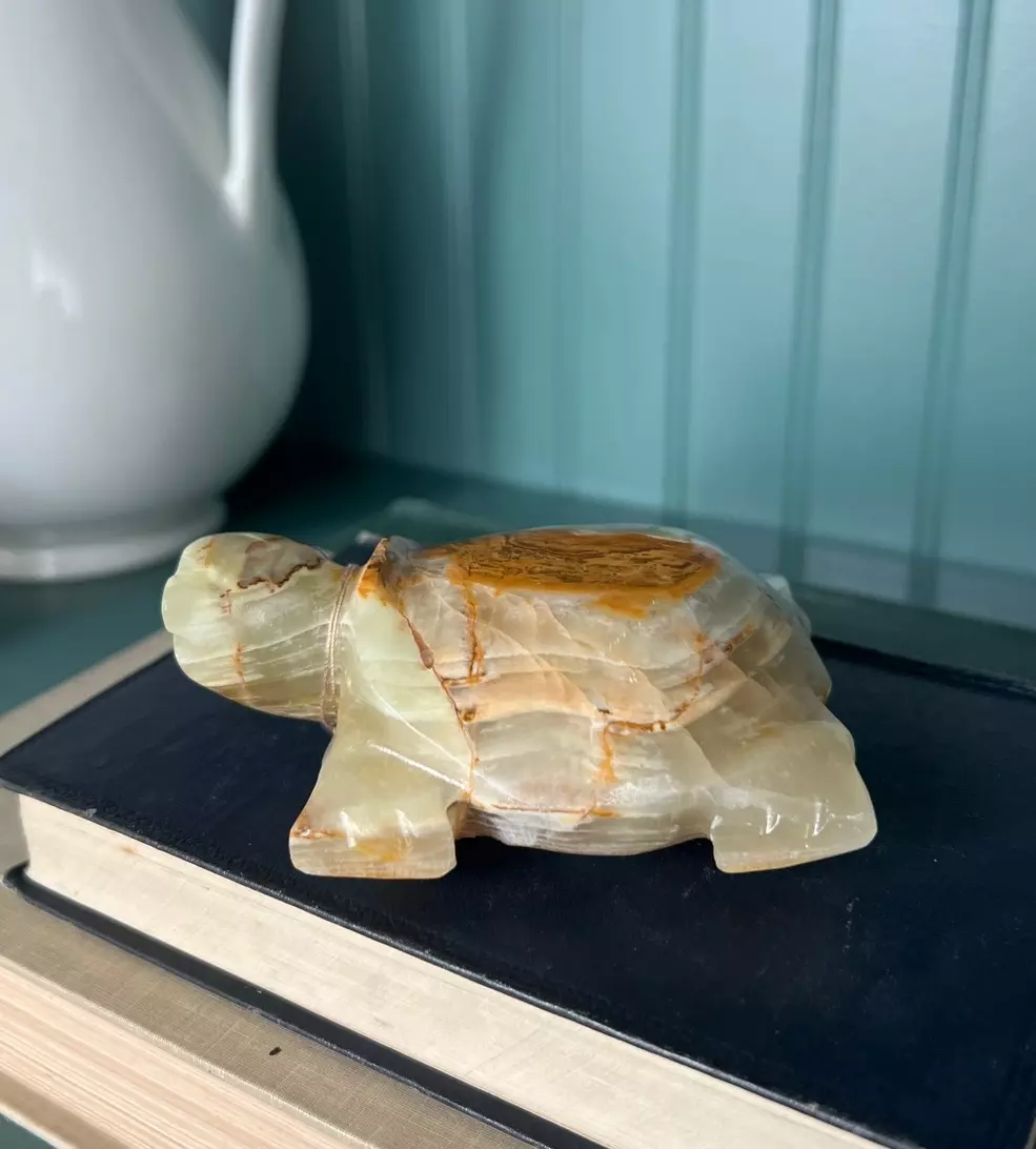 plant/Onyx Turtle-0