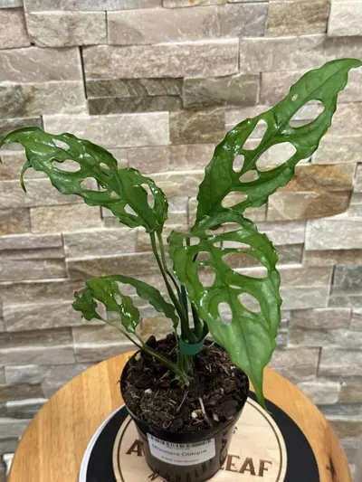 plant/Monstera Obliqua-1-thumbnail