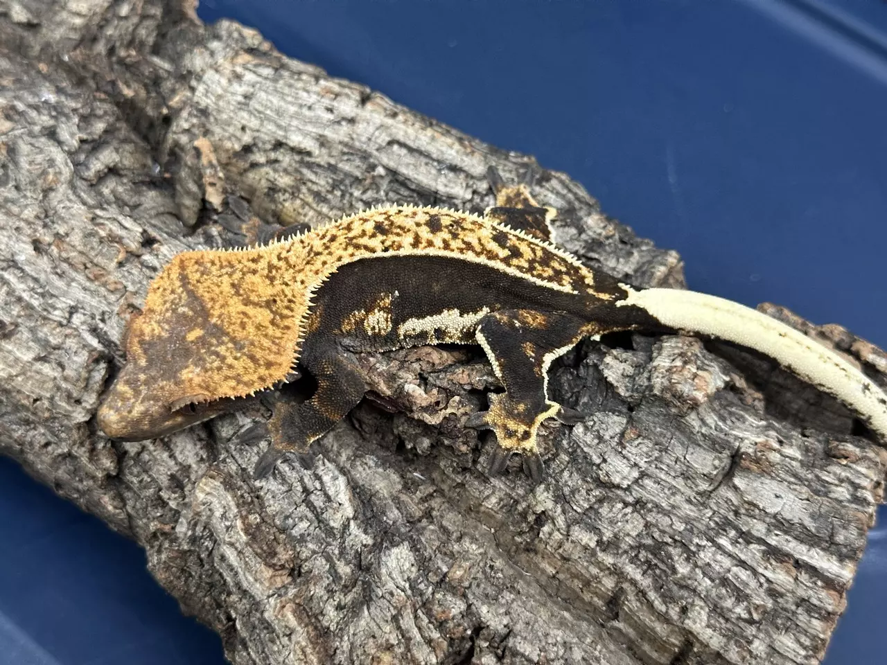 plant/511 24g Female Dark Pinstripe het eb-0