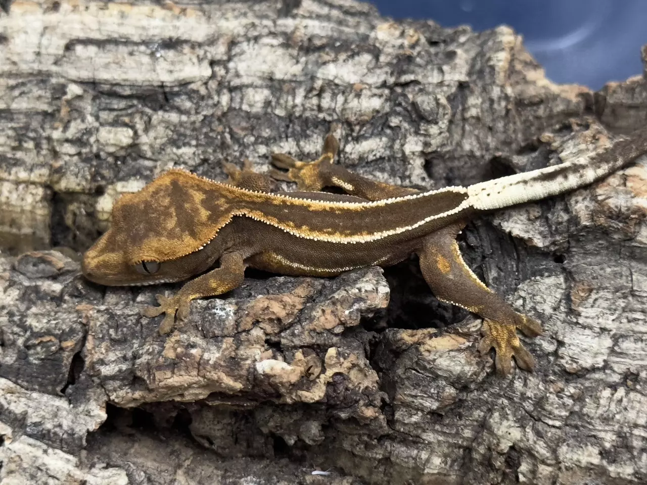 plant/King Stripe Super Empty back.-0