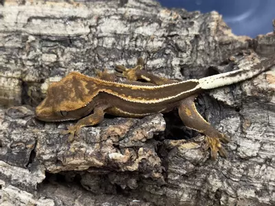 plant/King Stripe Super Empty back.-0-thumbnail