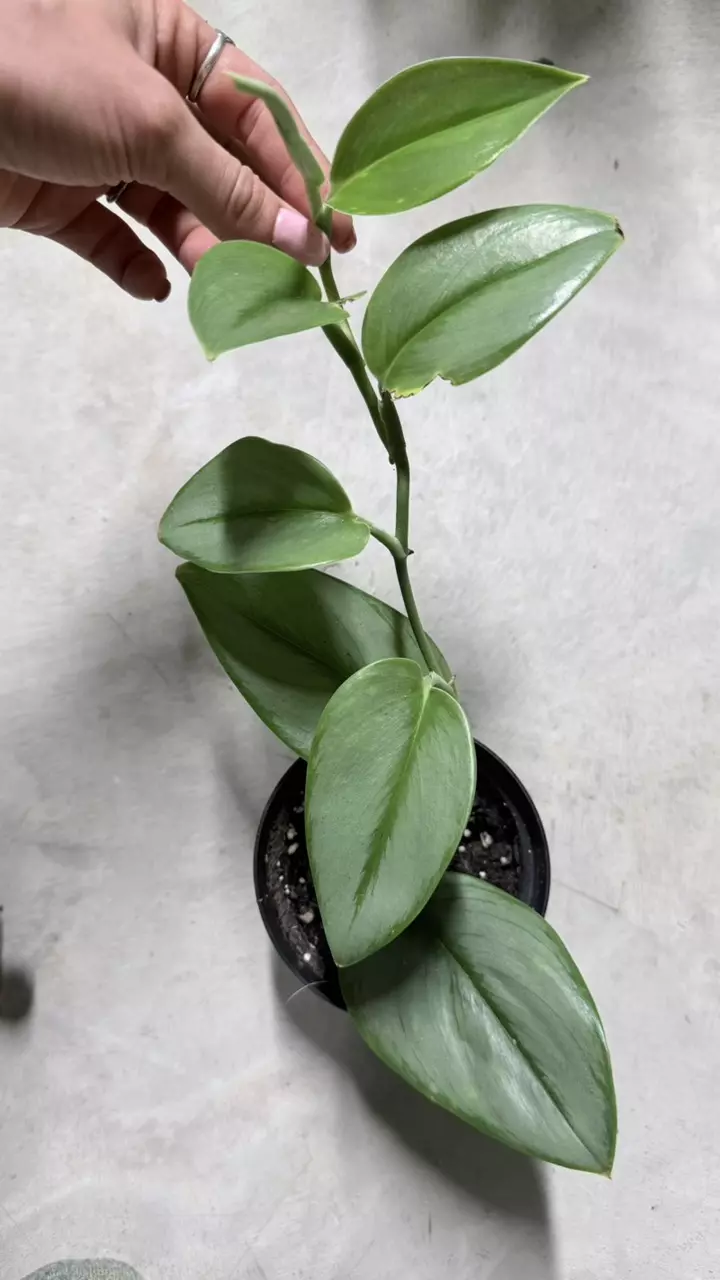 plant/BubbleBlooms Scindapsus Treubii Moonlight Pothos-0