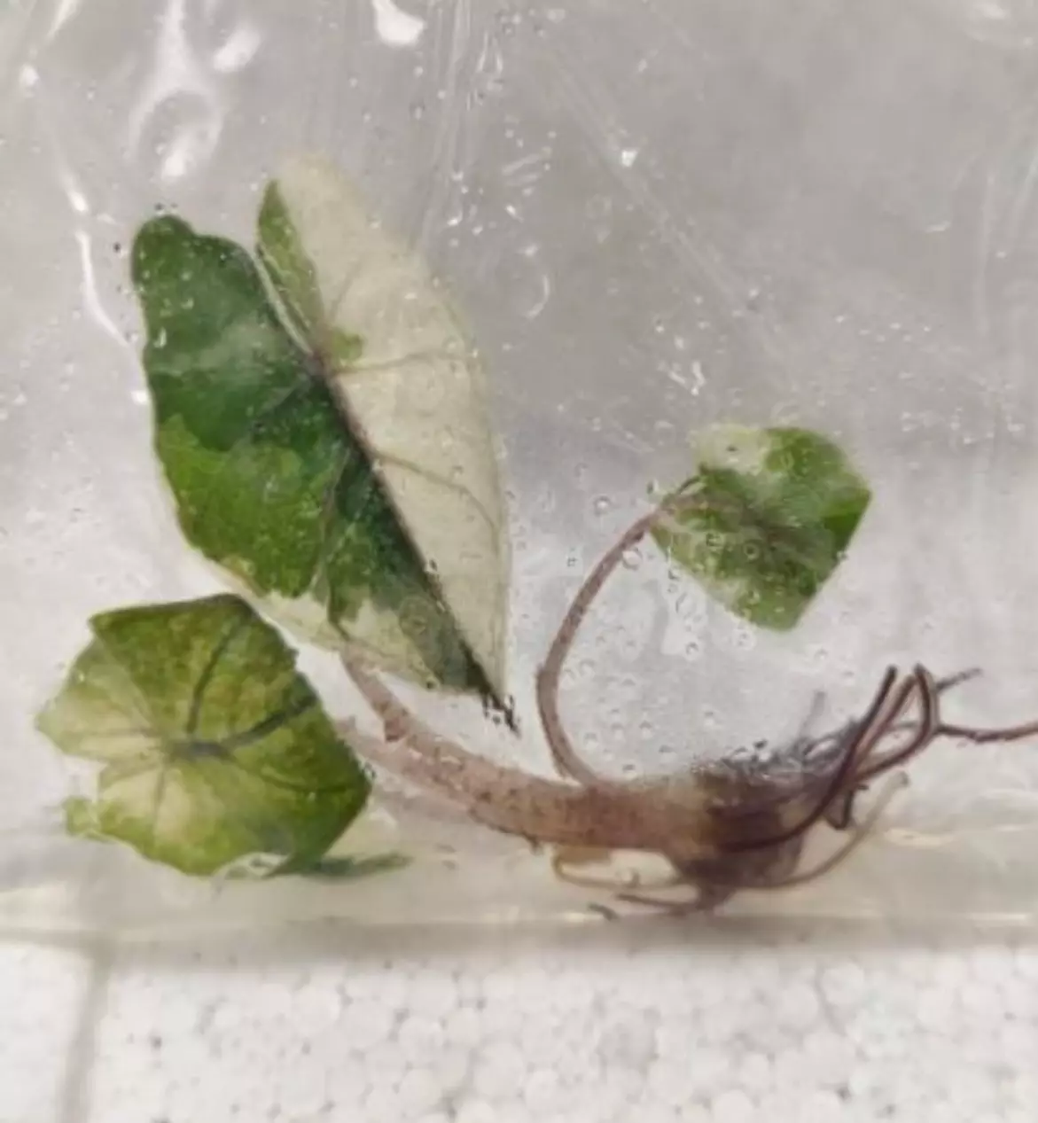 plant/Pink Yucatan Princess variegated tc gc-1