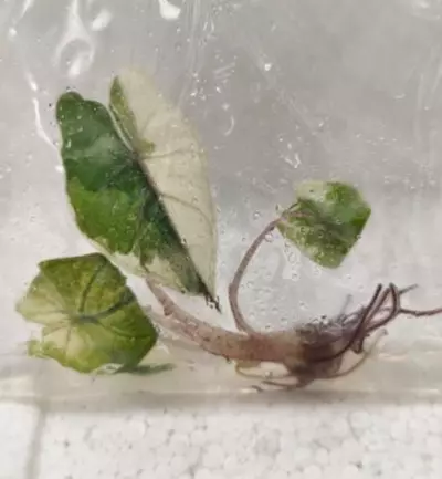 plant/Pink Yucatan Princess variegated tc gc-1-thumbnail