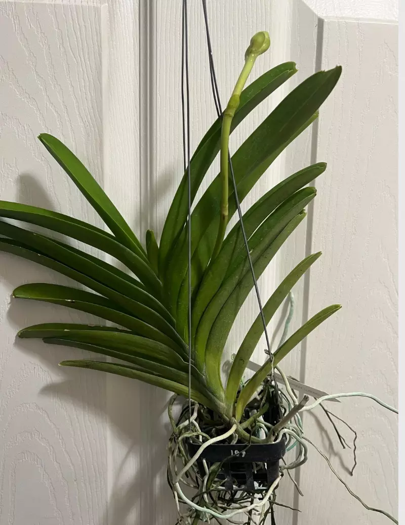 plant/vanda general parinya two tone blue orchid- blooming size-2