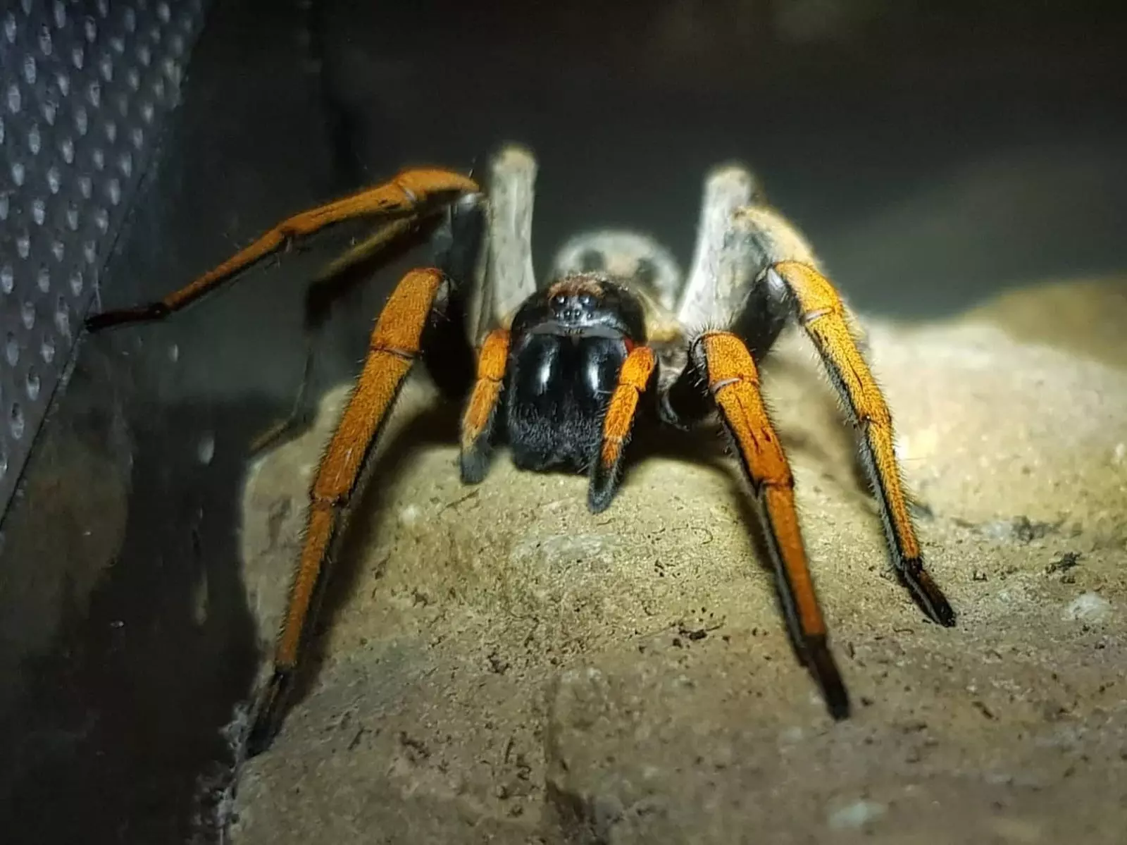 plant/$75 Retail Hogna maderiana (Orange-Leg Wolf Spider) 0.5-0.75"-0