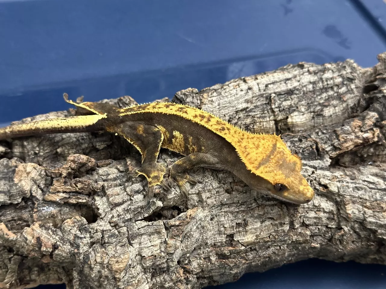 plant/437b 25g Female Dark Pinstripe-1