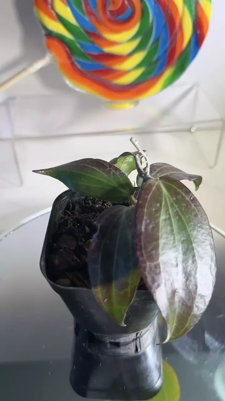 plant/Hoya Merrillii (long leaf)-0
