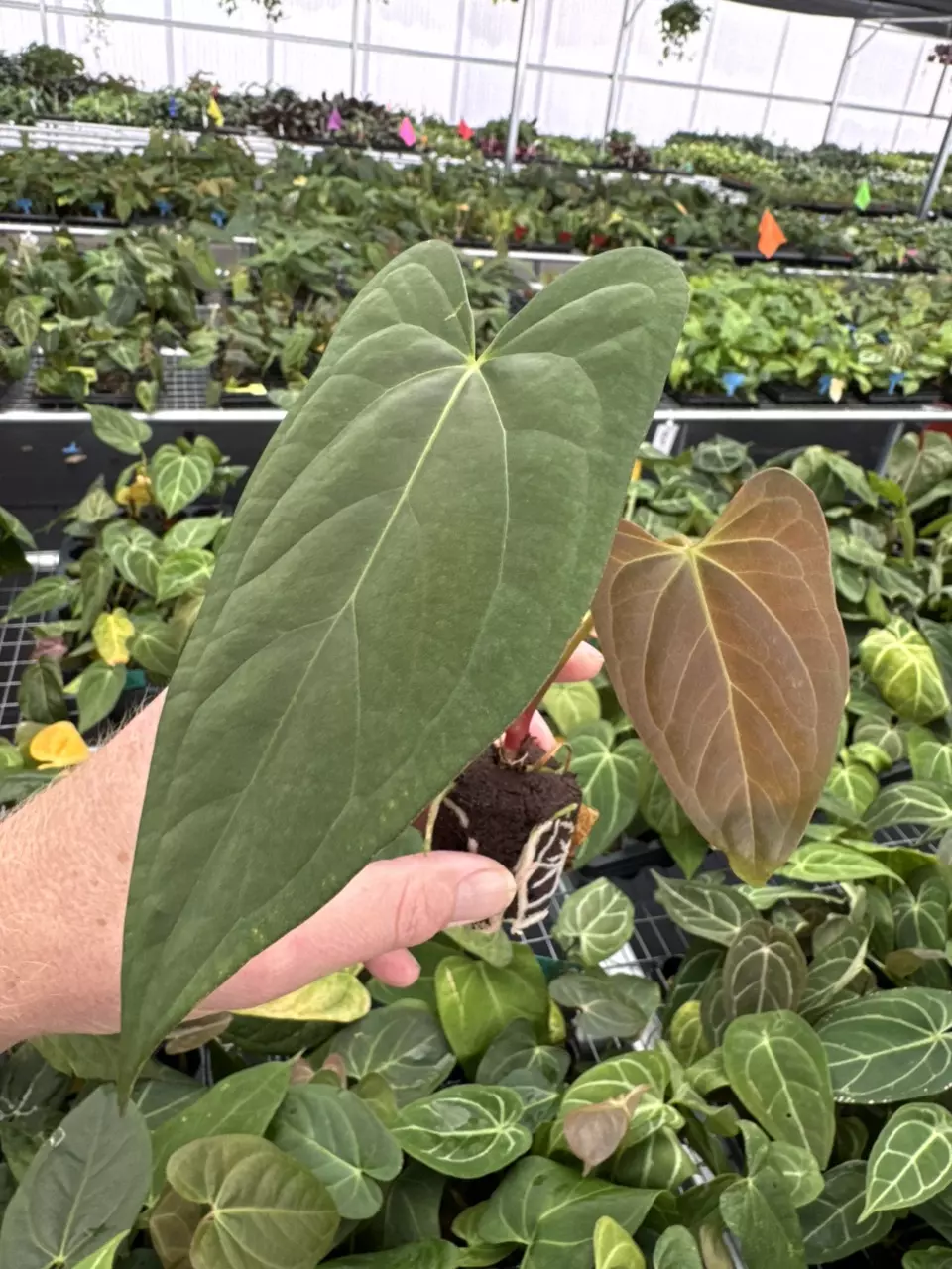 plant/Seed grown anthurium king of spades x portillae starter plant growers choice-1