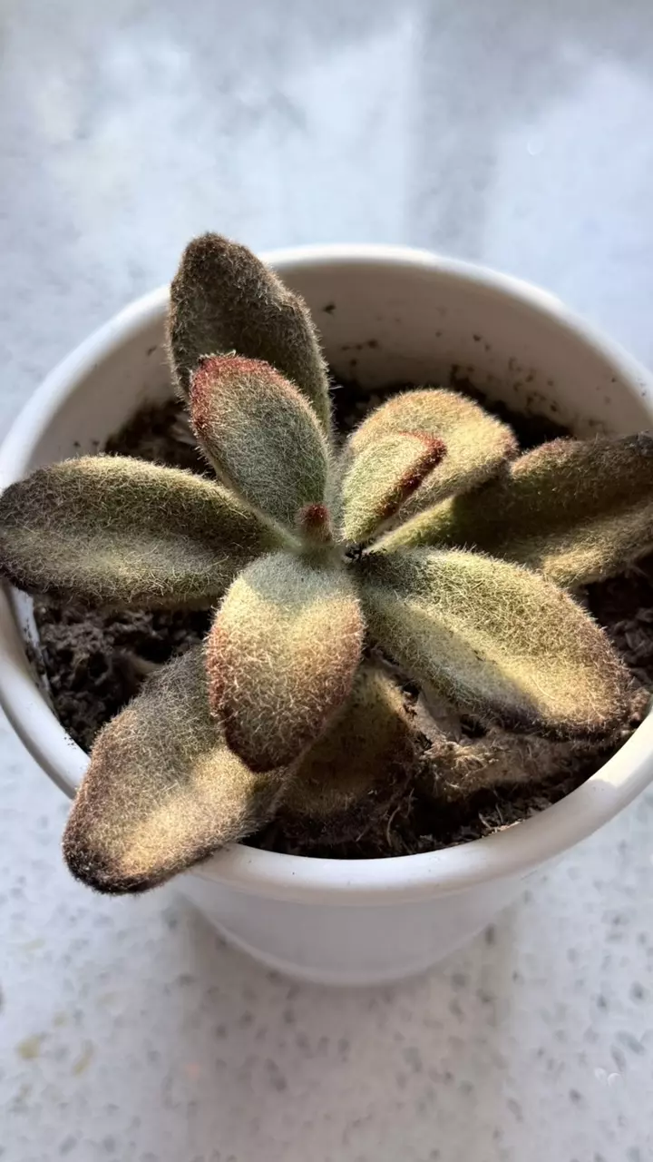 plant/Kalanchoe tomentosa, commonly known as a Panda Plant or Chocolate Soldier-0