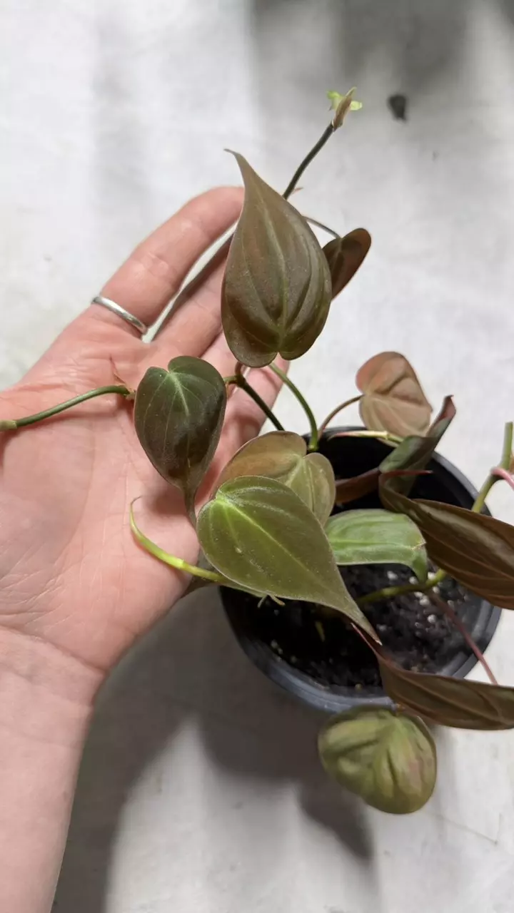 plant/Micans, also known as a velvet-leaf philodendron.-1