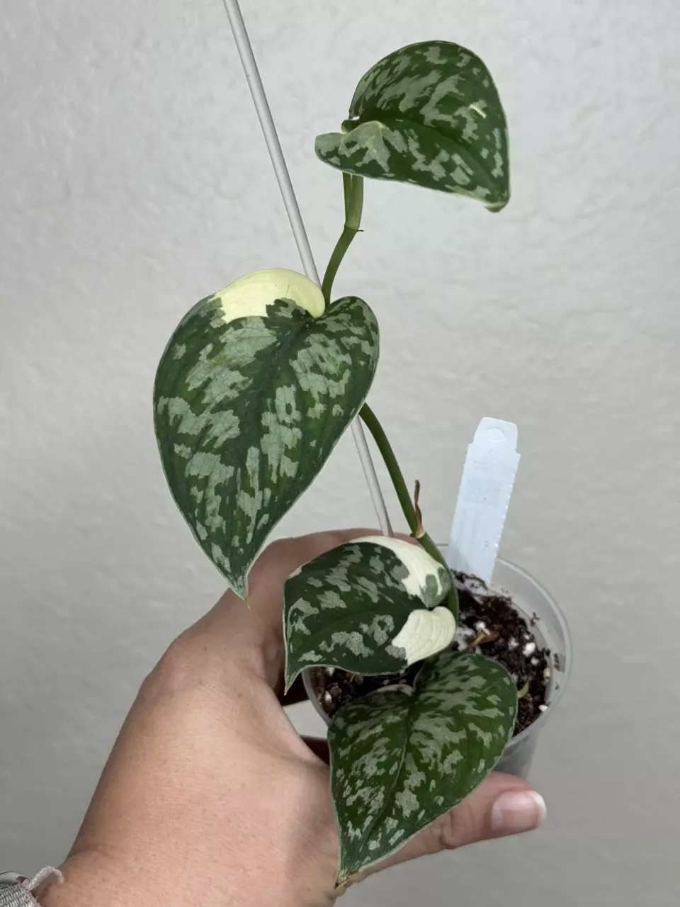 plant/Scindapsus Mayari-0