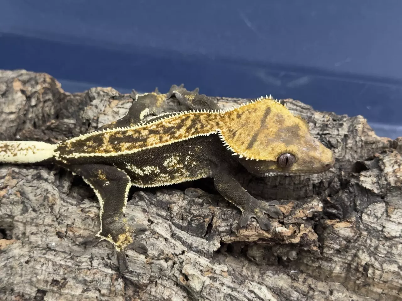 plant/419a 25g Female Super Soft scale Emptyback-1