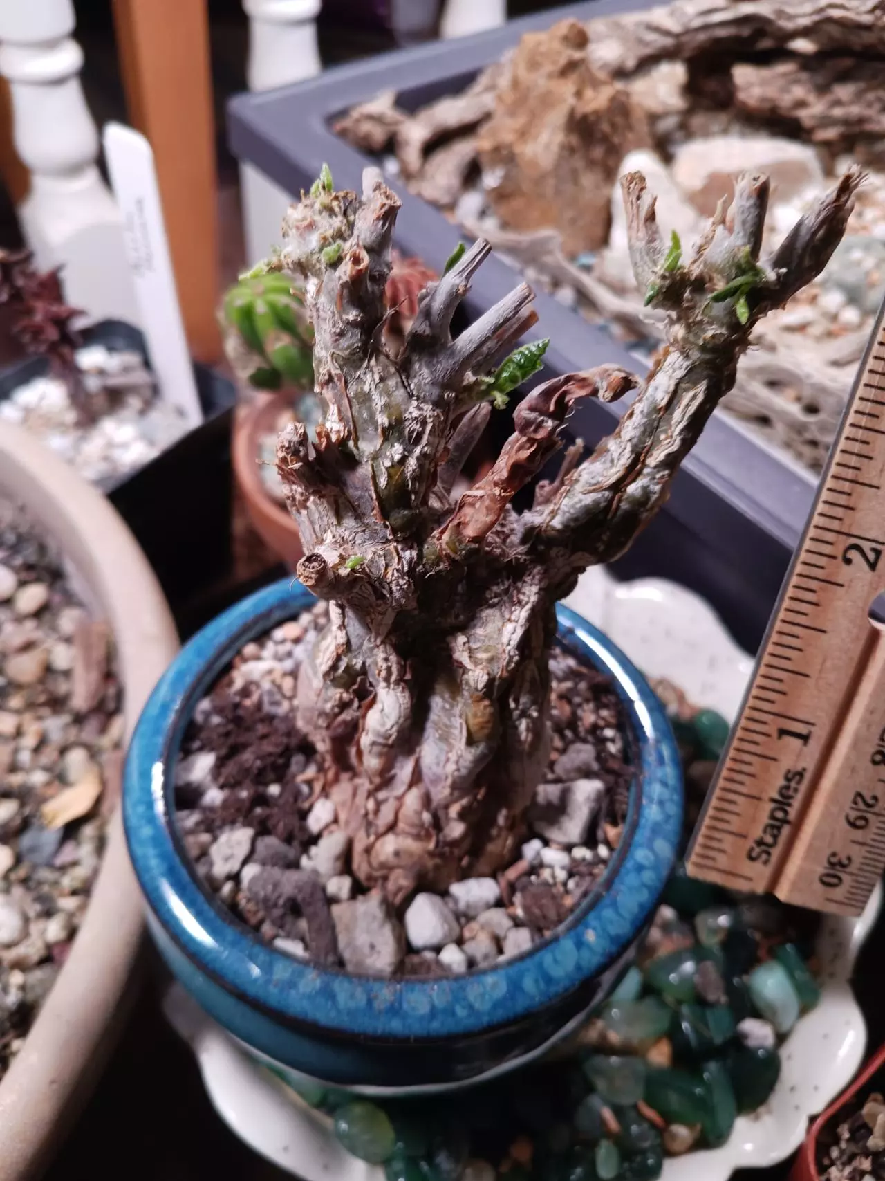 plant/Cephalopentandra Ecirrhosa-1