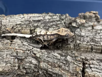 plant/Sable 1 High White Holdback 6g Male-1-thumbnail