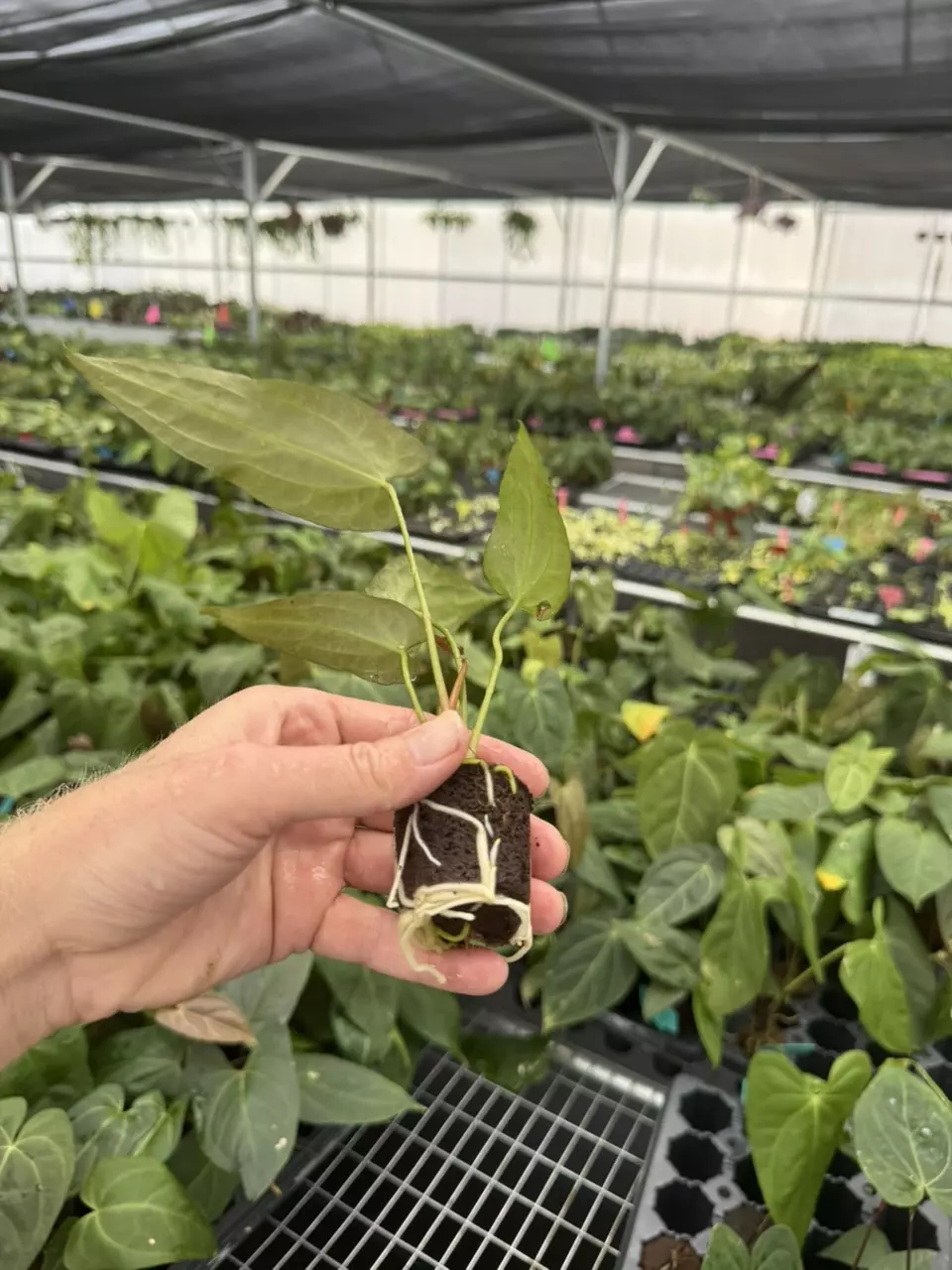 plant/Seed grown anthurium Xone x Naomi starter plant growers choice-7