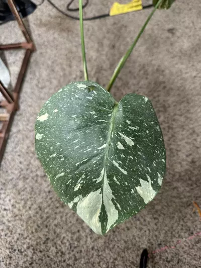 plant/Monstera Thai constellation-1-thumbnail