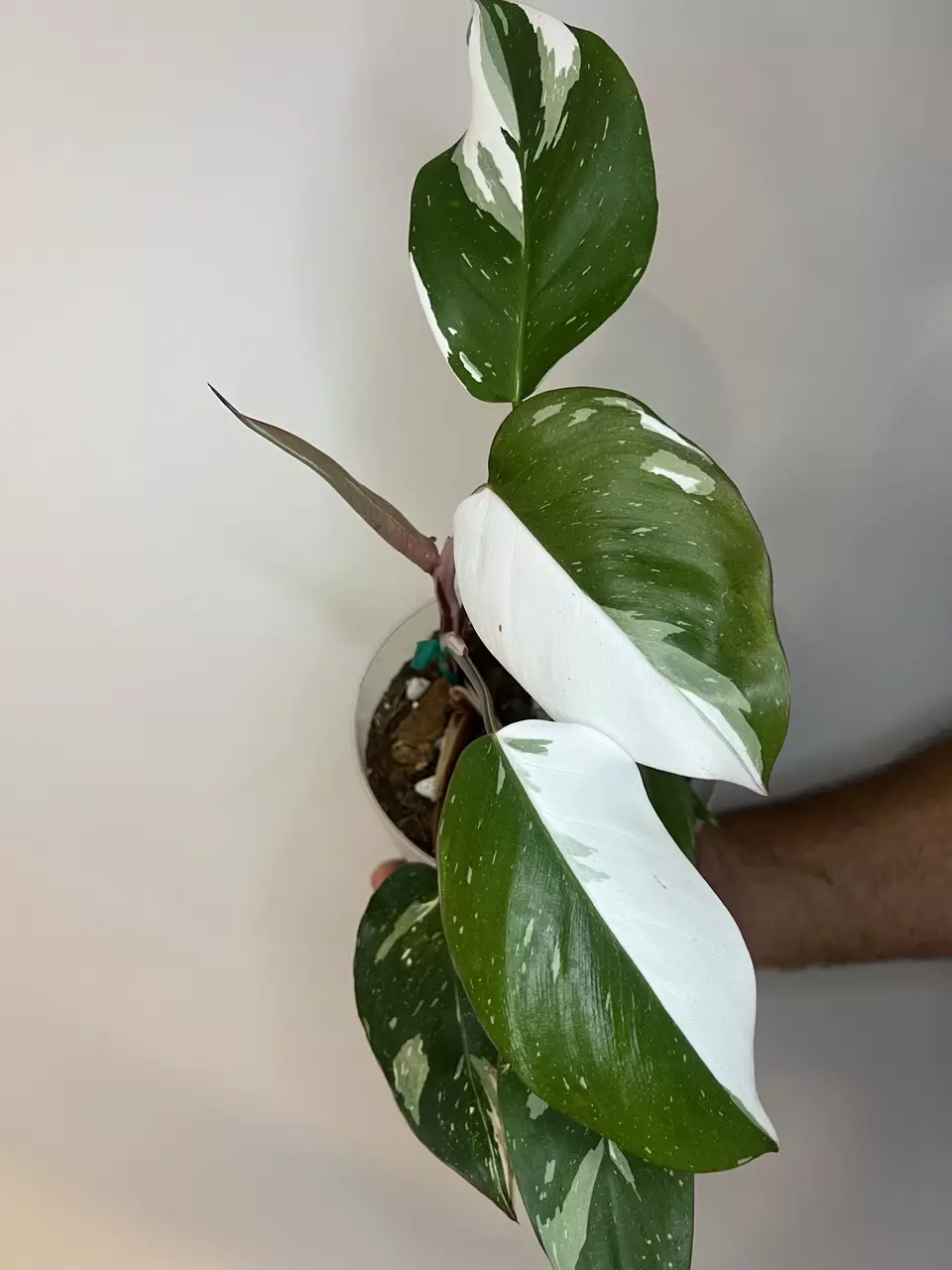 plant/Philodendron Red Anderson-0