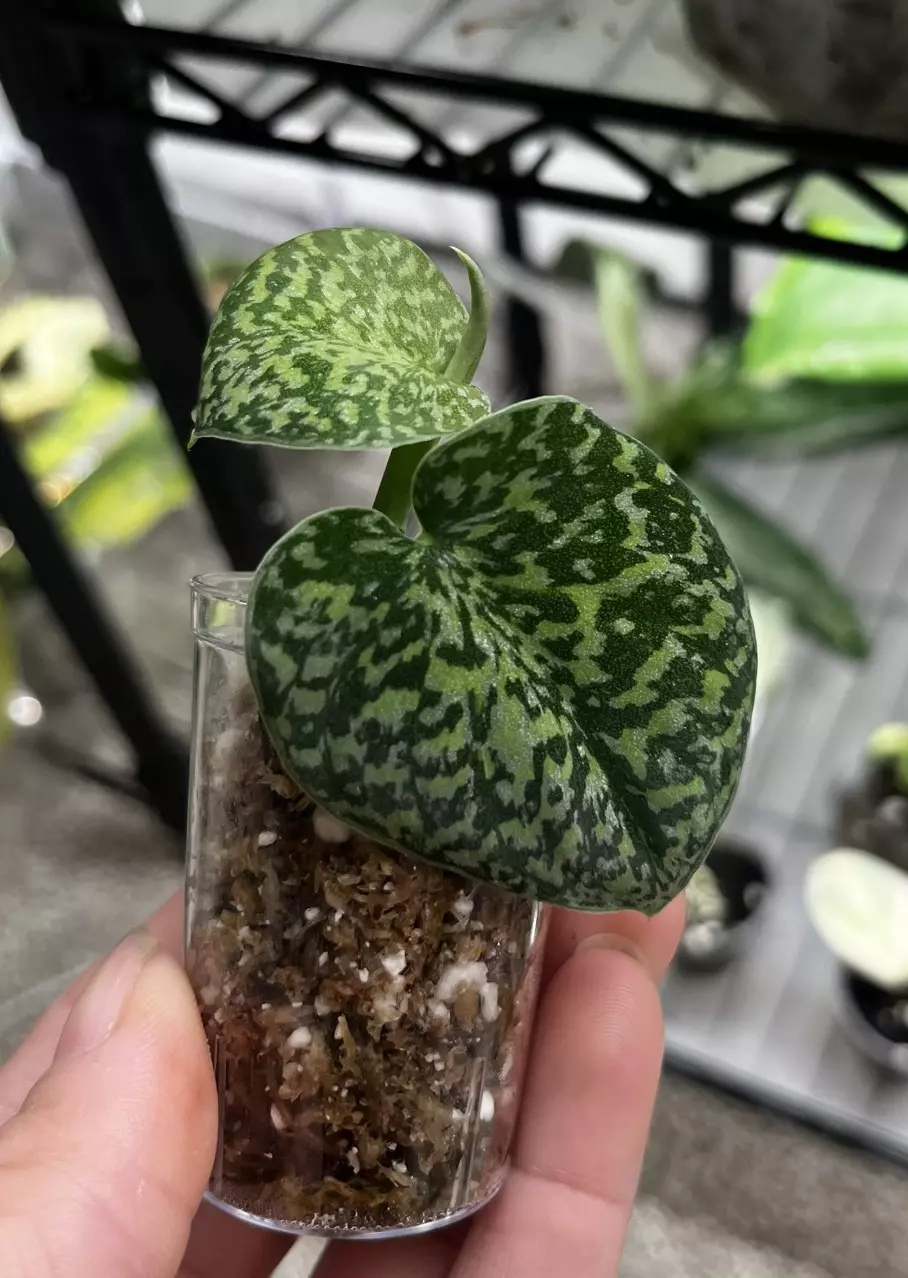 plant/Scindapsus tricolor-0