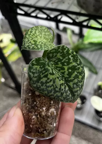 plant/Scindapsus tricolor-0-thumbnail