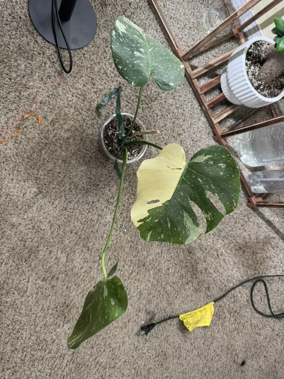 plant/Monstera Thai constellation-6