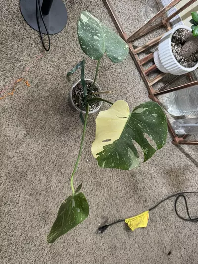 plant/Monstera Thai constellation-6-thumbnail