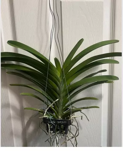 plant/Vanda Parinya Two Tone Pink Orchid-1-thumbnail