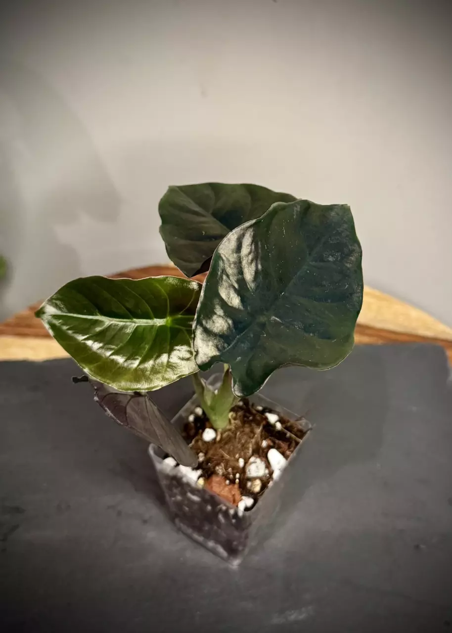plant/Alocasia Infernalis Kapit-0