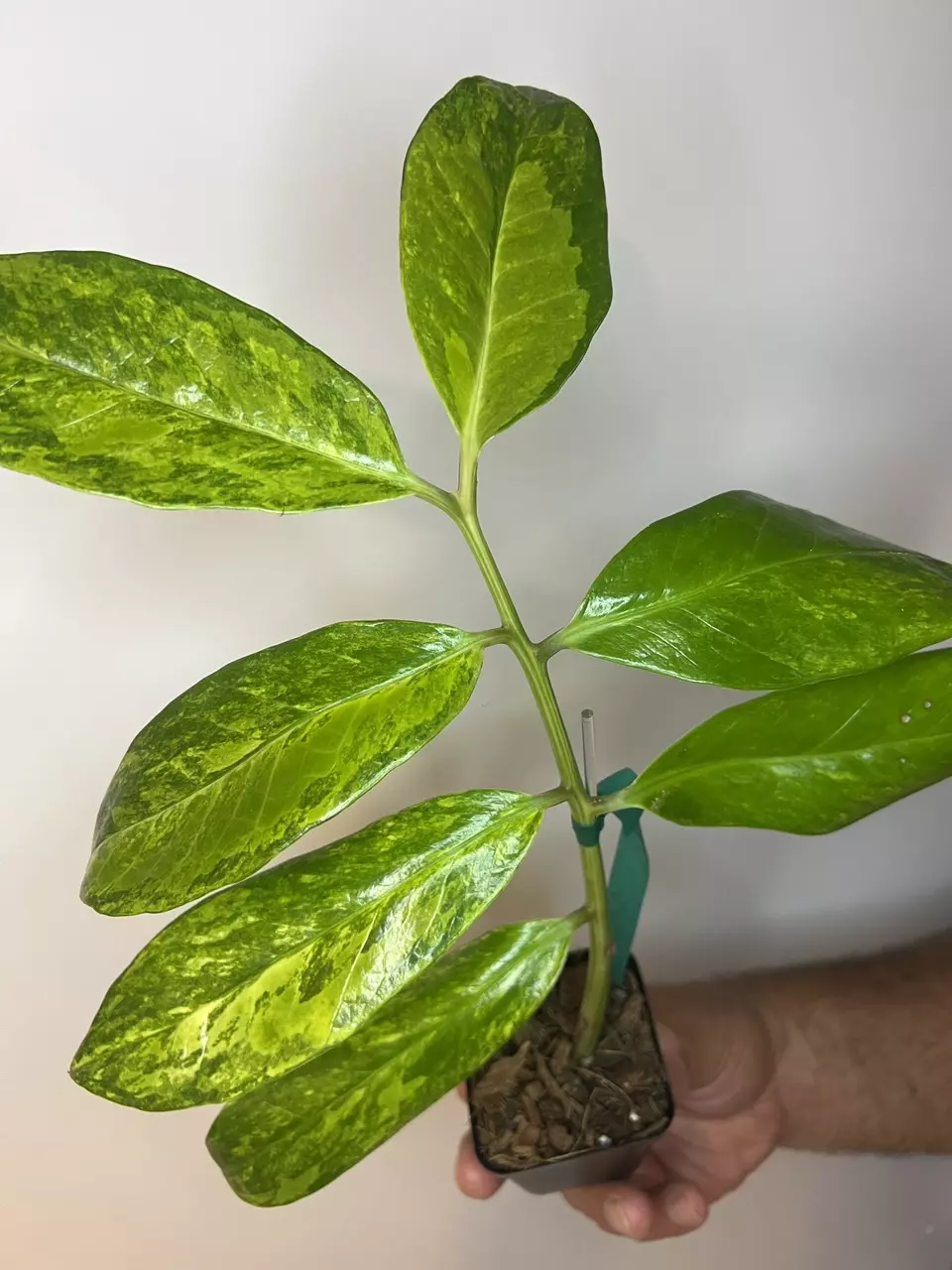 plant/ZZ Variegated Long Leaf-0