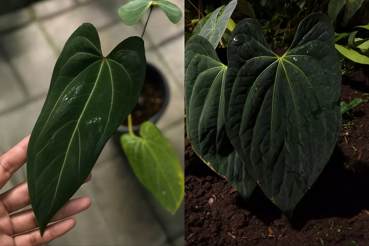 plant/Seed grown anthurium Xone x Naomi starter plant growers choice-0