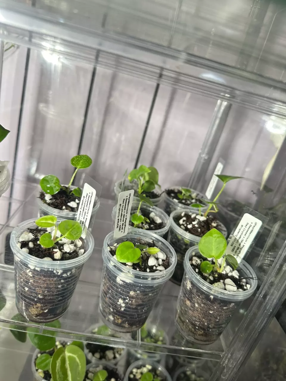 plant/Anthurium ((Papi x Magnificum) x Besseae) x (Silver Blush x Red Crystallinum NSE-1