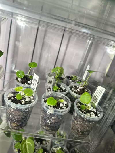 plant/Anthurium ((Papi x Magnificum) x Besseae) x (Silver Blush x Red Crystallinum NSE-1-thumbnail