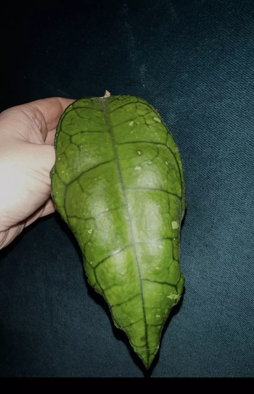 plant/Hoya Nong Nooch-0