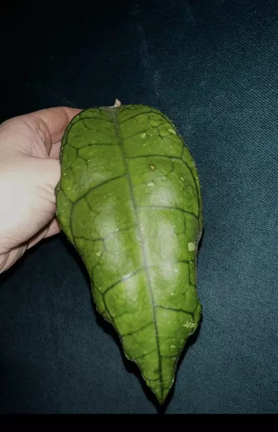 plant/Hoya Nong Nooch-0-thumbnail