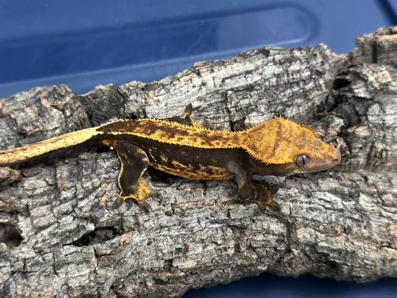 plant/624 21g Female Orange/Black Emptyback-0