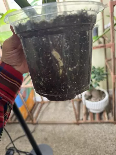 plant/Monstera Thai constellation-3-thumbnail