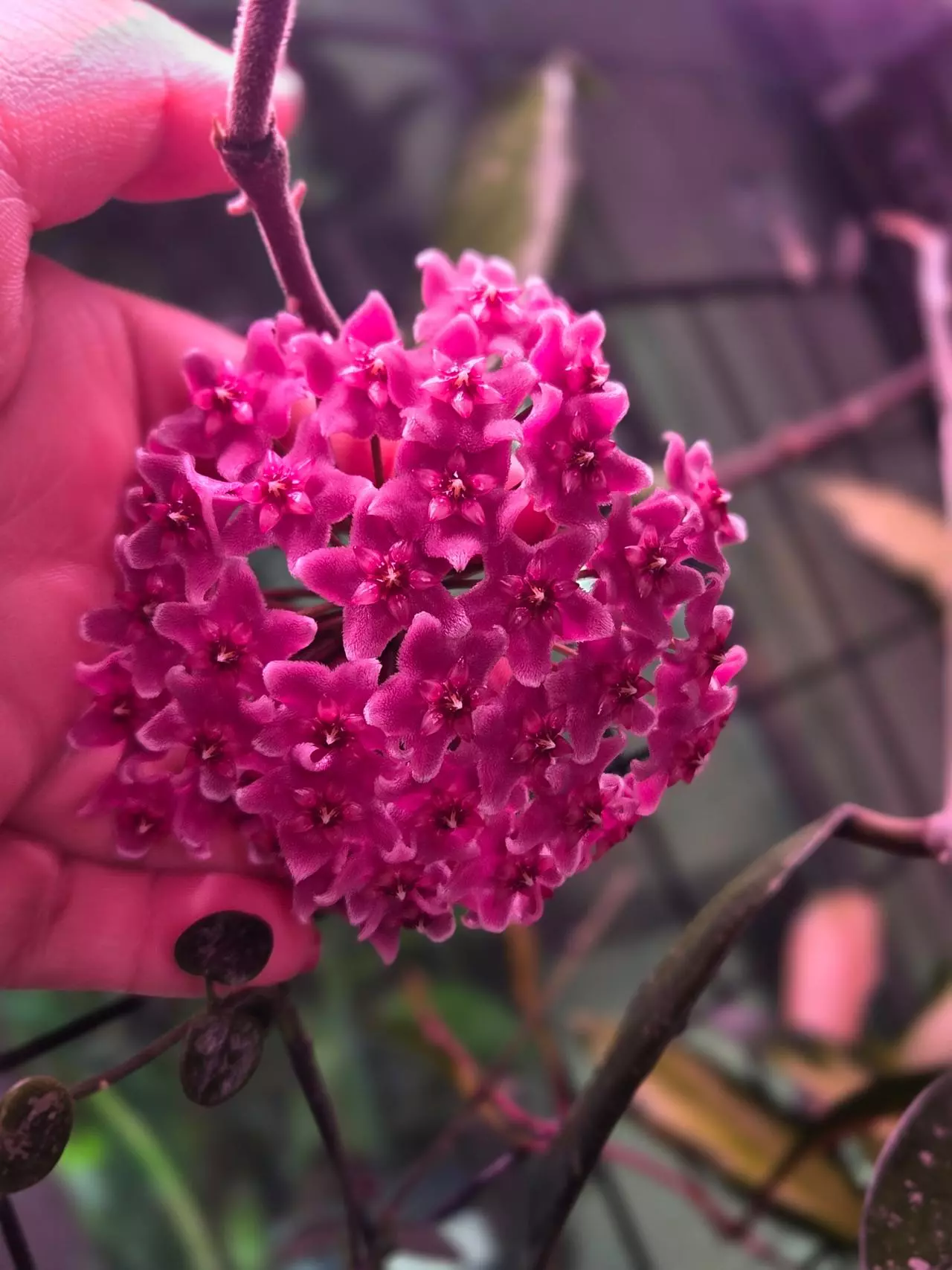 plant/Hoya fungii x rph cross 3 rooted cuttings with 2 peduncles-0