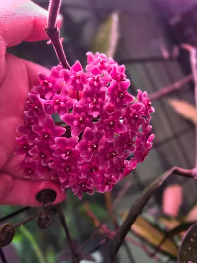 plant/Hoya fungii x rph cross 3 rooted cuttings with 2 peduncles-0-thumbnail