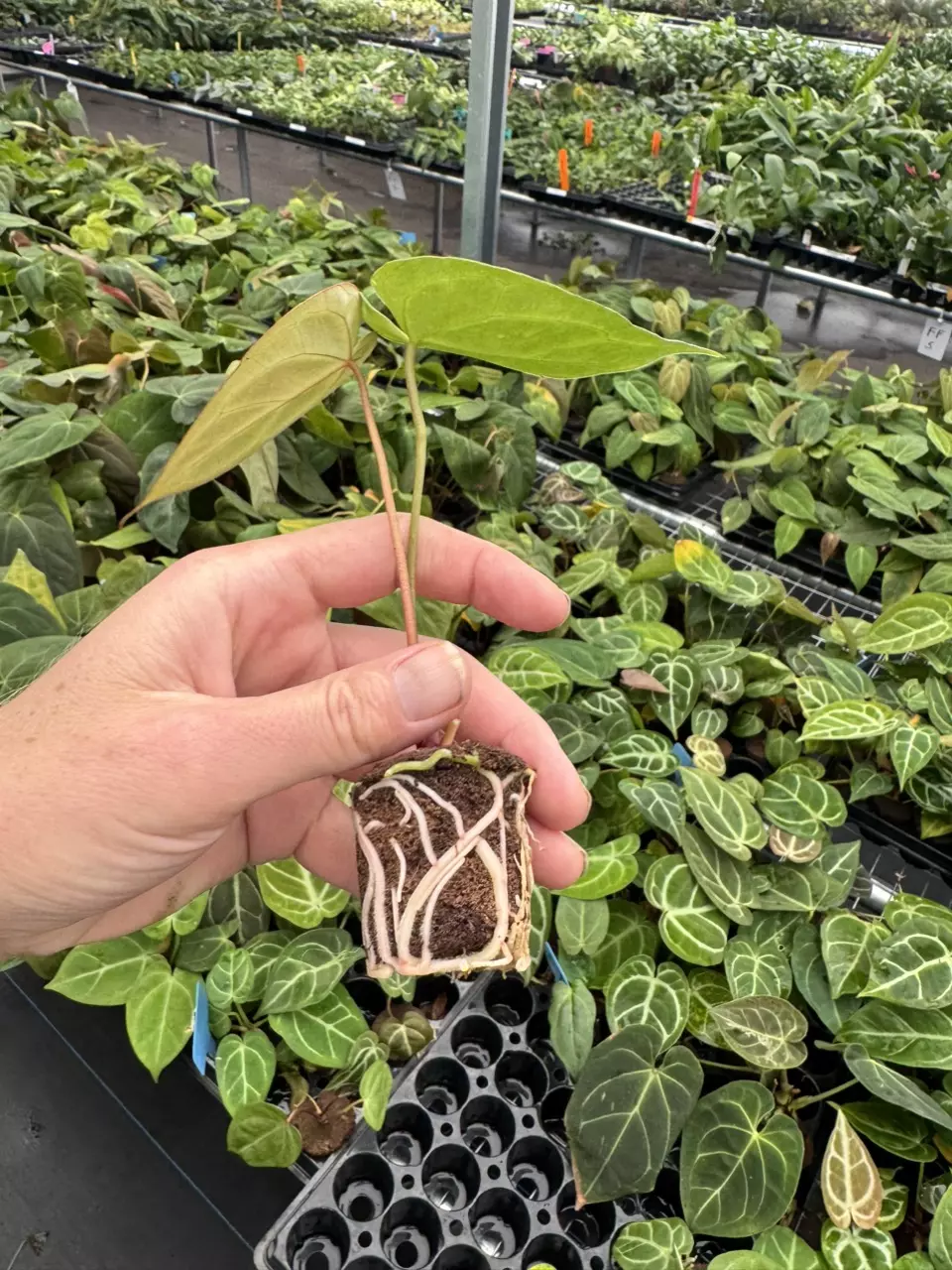 plant/Seed grown anthurium papillilaminum x domino starter plant growers choice-6