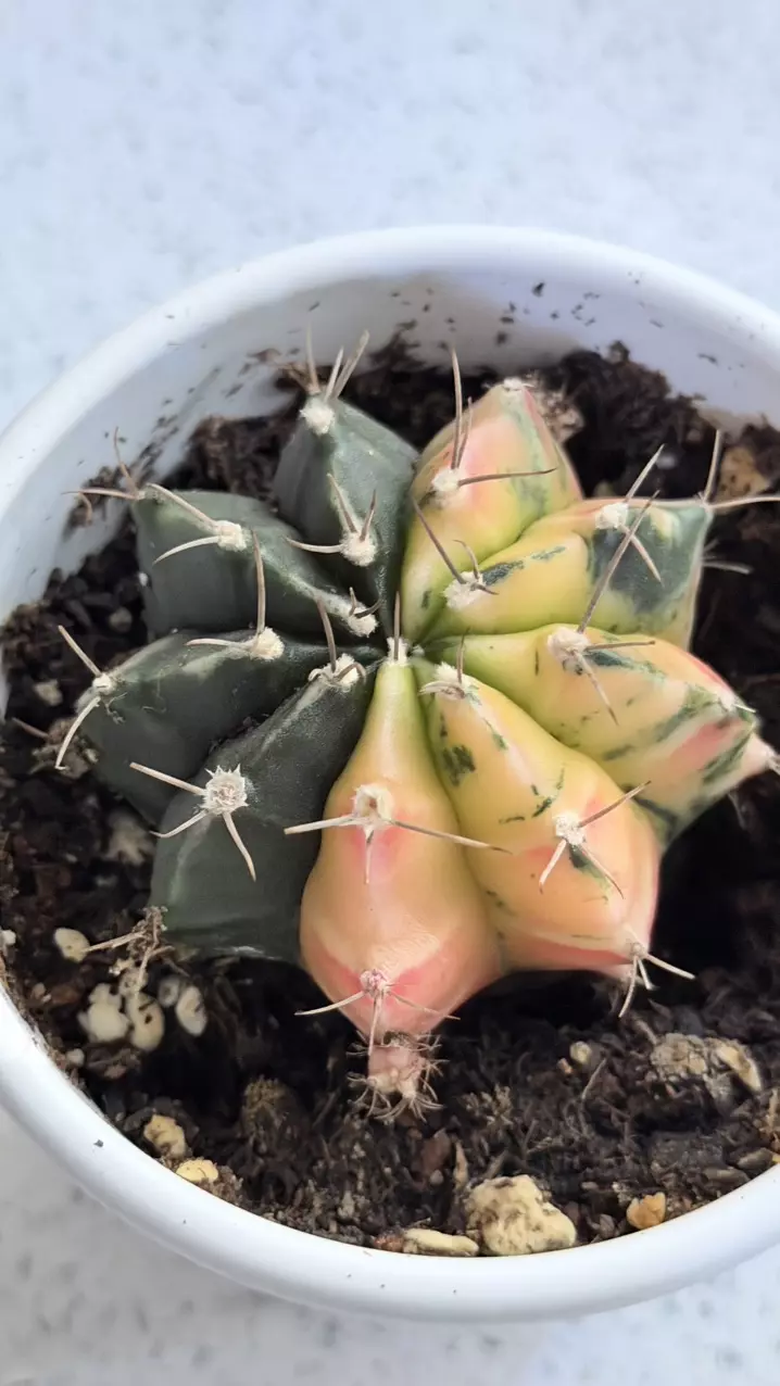 plant/Var Gymnocalycium mihanovichii, also known as a chin cactus or moon cactus-1